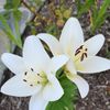 Lily 