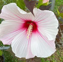 Perennial Hibiscus plants