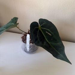 Anthurium Crystal Sky