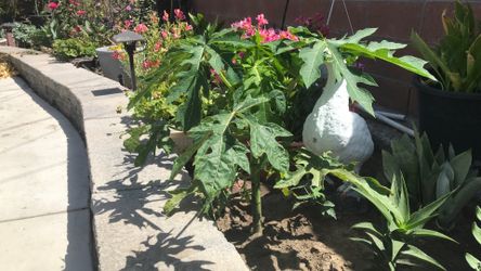 Papaya tree 26 inches tall in the ground.  $10.