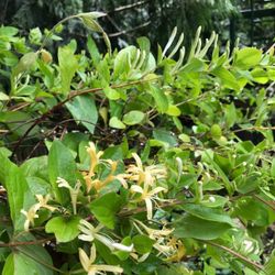Japanese Honeysuckle Fragrant Perennial Plant. See All Pics.