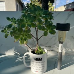 Succulent In Mug