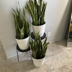 Snake Plant $10 Each (I Have 10 total)