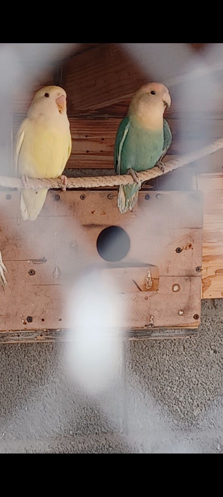 Nesting Boxes