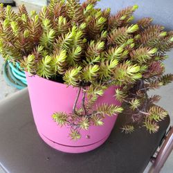Large Pot Of Succulents. Only Available Until End Of May. No Holds