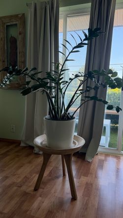 ZZ Plant + Solid Wood Plant Stand + White Ceramic Pot