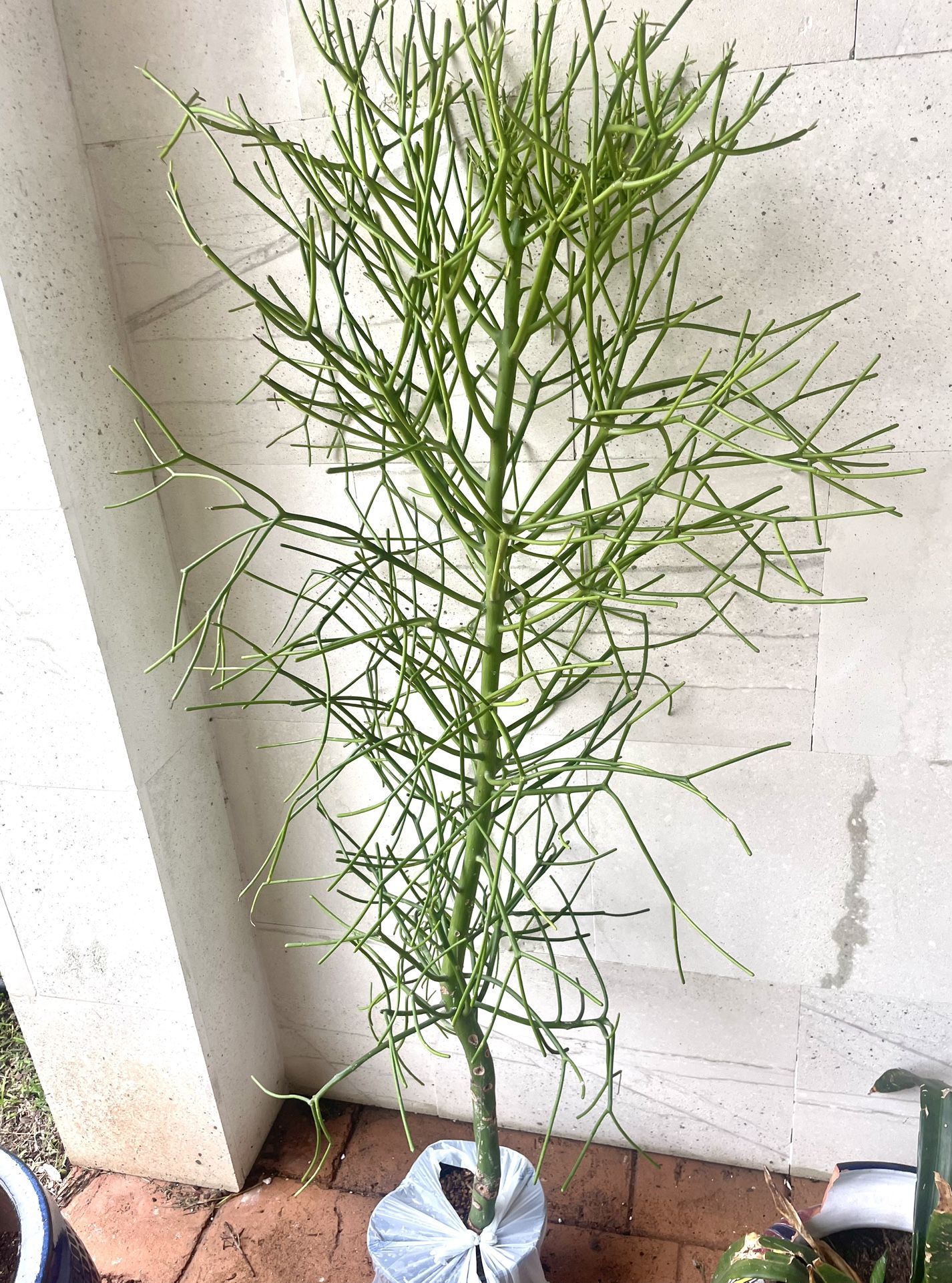 Pencil Cactus Succulent Plant