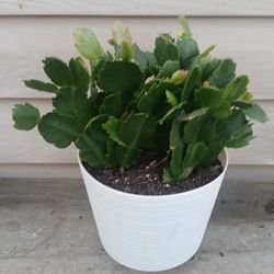 Thanksgiving Cactus Plant 🪴 