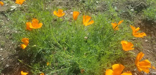 Beautiful perennials California poppies