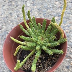 “Medusa’s  Head” Succulent Plant 