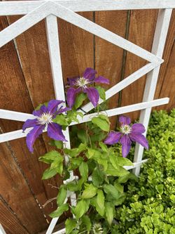 CLematic Flowers Plant