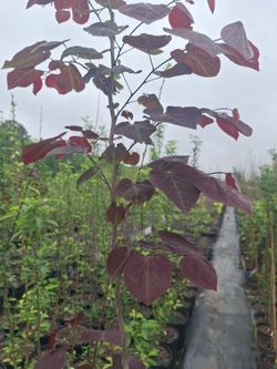 Forest pansy red bud tree