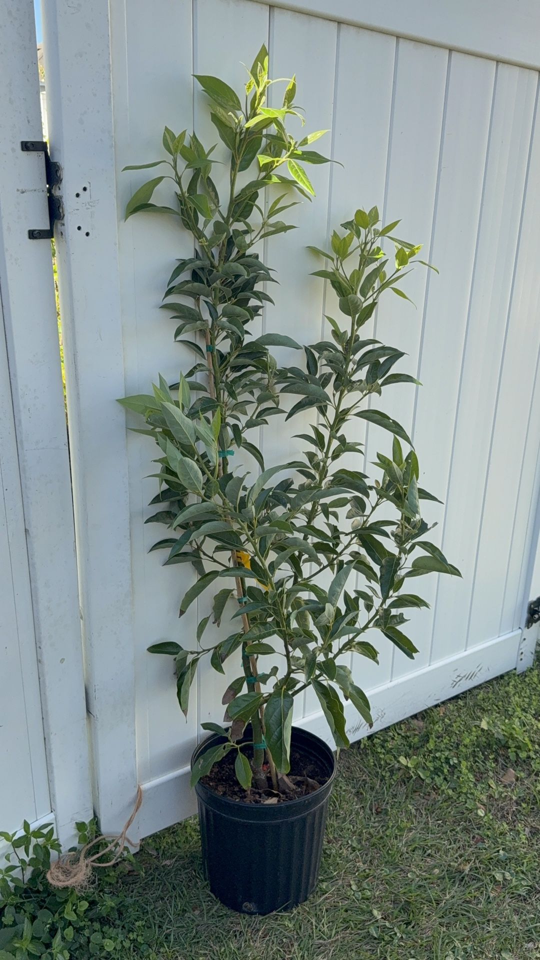 Fantastic Avocado (cold Hardly) Tree With Flower (4 Ft Tall)
