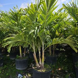 crhistmas Palms  $15 , 6/7 feet tall $75, 8 to 9 feet $150, and more sizes available 