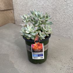 Succulents Sedum For Sale