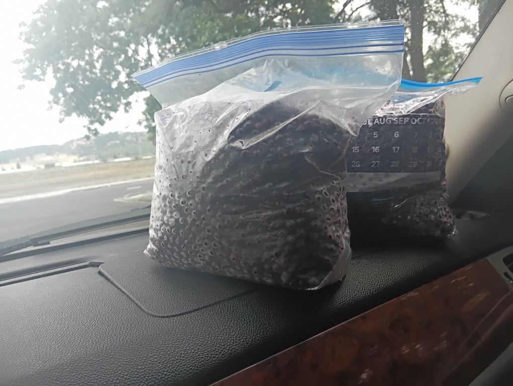 Frozen Huckleberries