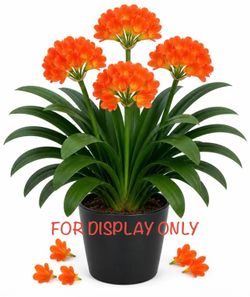 Plant Flower Clivia (Big)