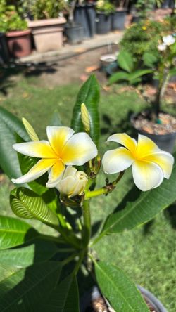 Plumeria amarilla