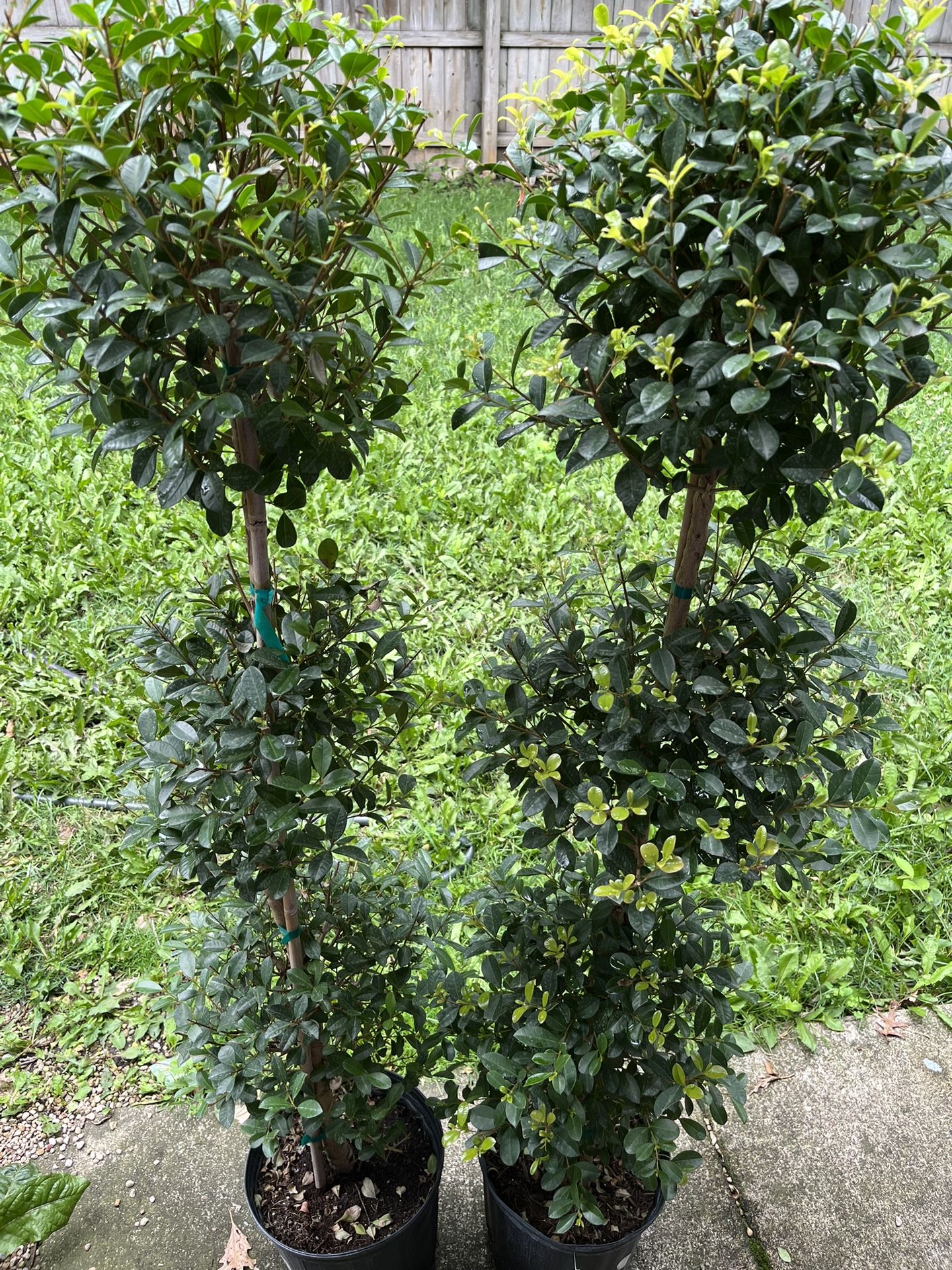 Two Real Topiary Trees