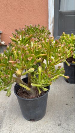 Crassula Ovata Succulent Plant