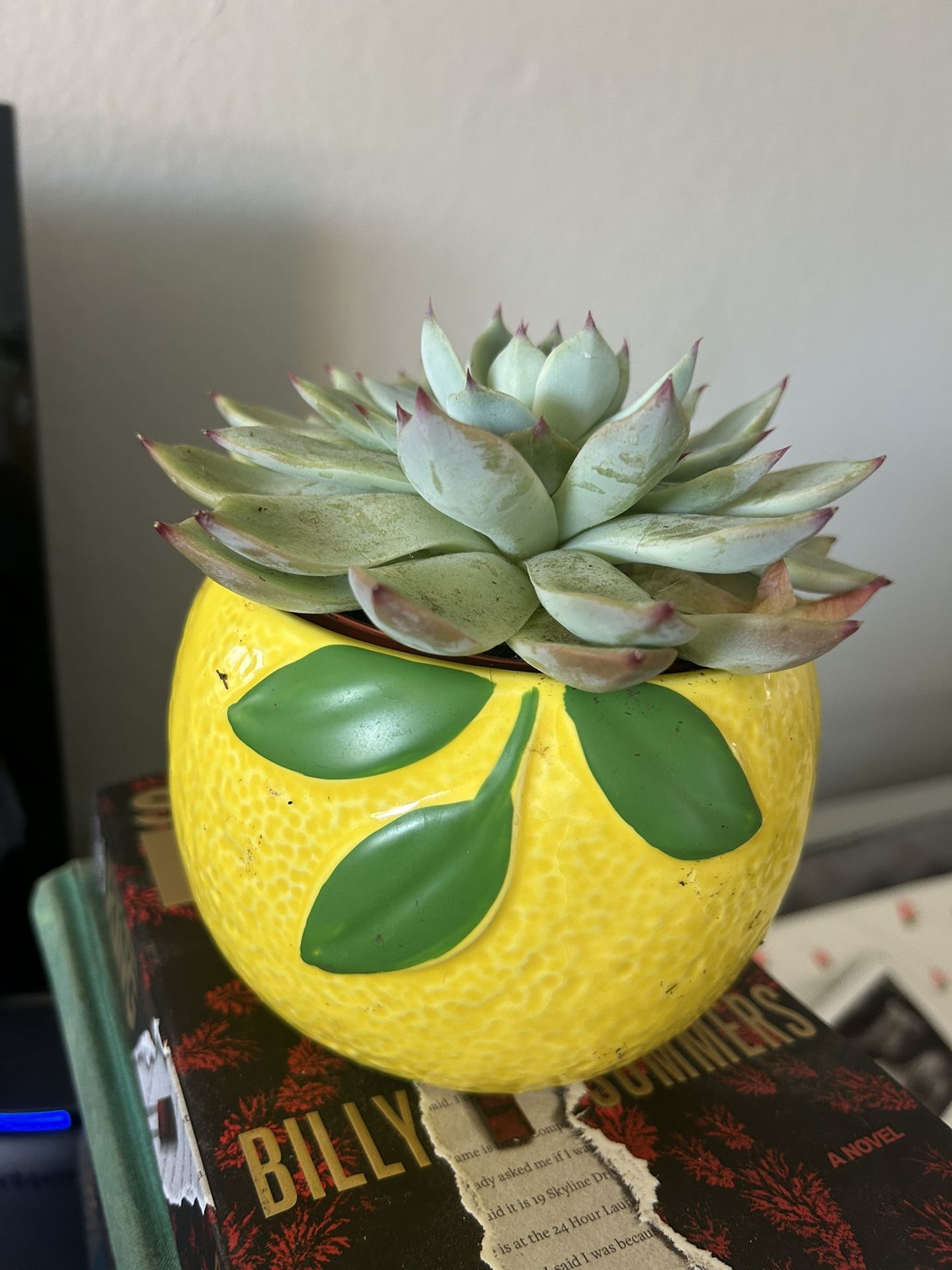 Succulent