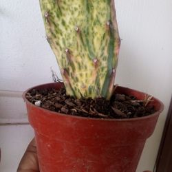 Planta Captus