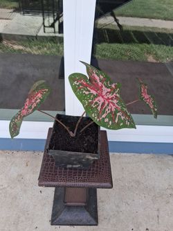 Heart of Jesus Plant