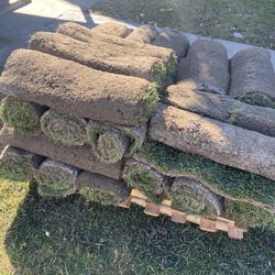 Sod/grass/ Fescue 