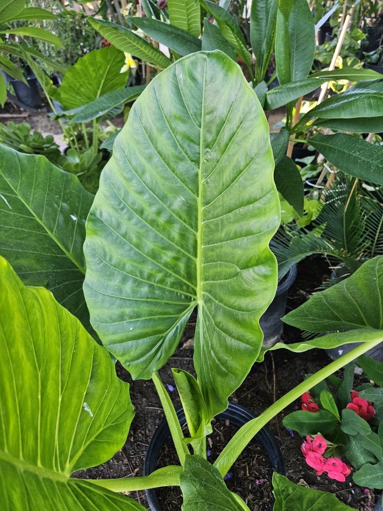 Plants