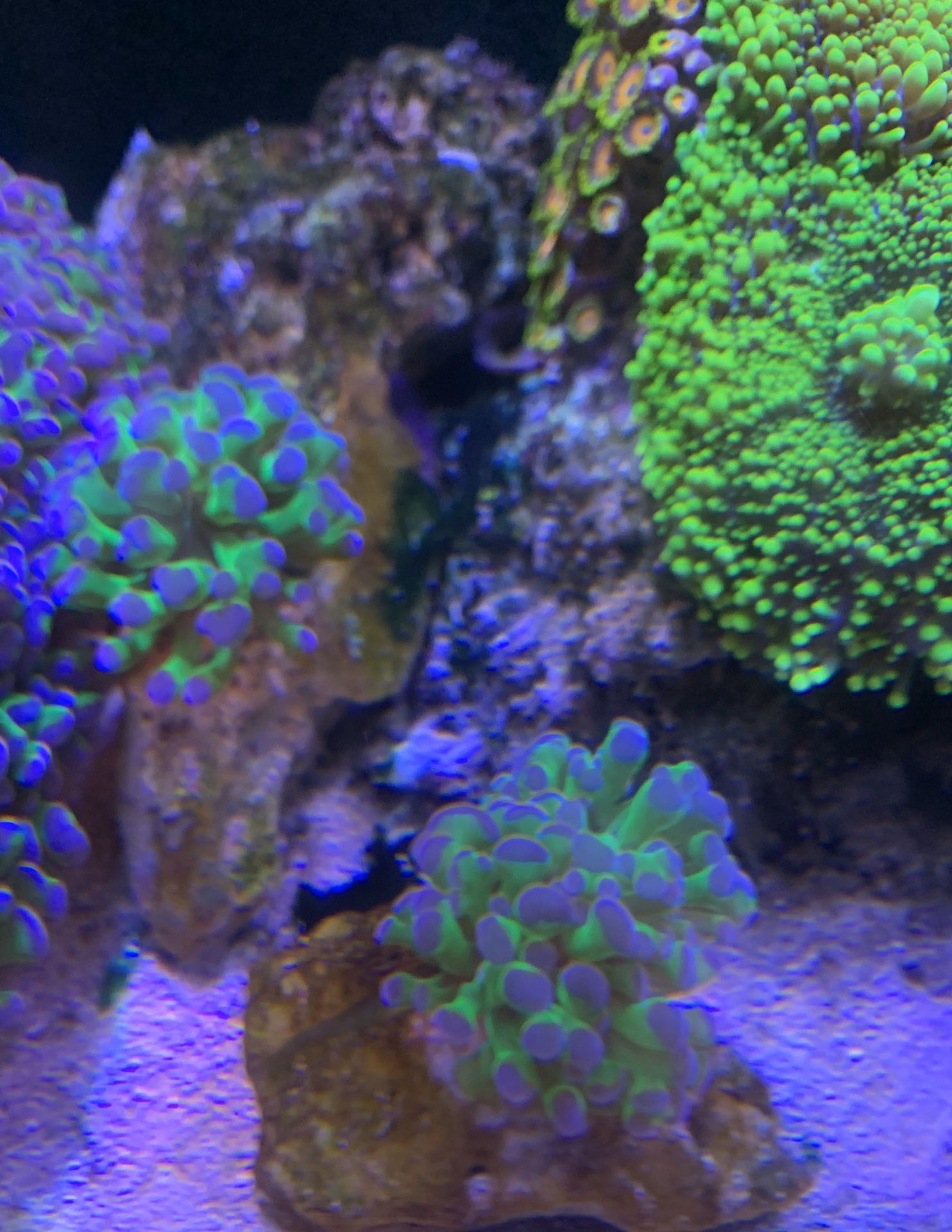 Hammer Purple Tips Coral