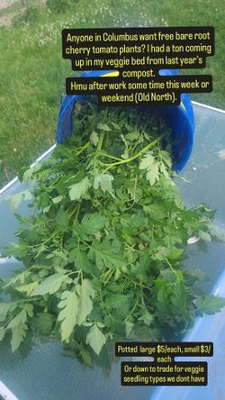 Cherry Tomato plants