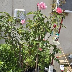 Pink Rose Plant