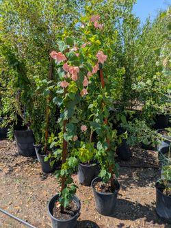 $25 each vines delivery valley wide