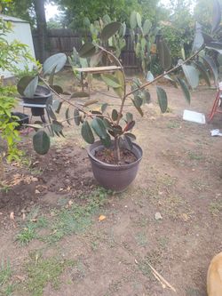 Es Una Planta Se llama Ule