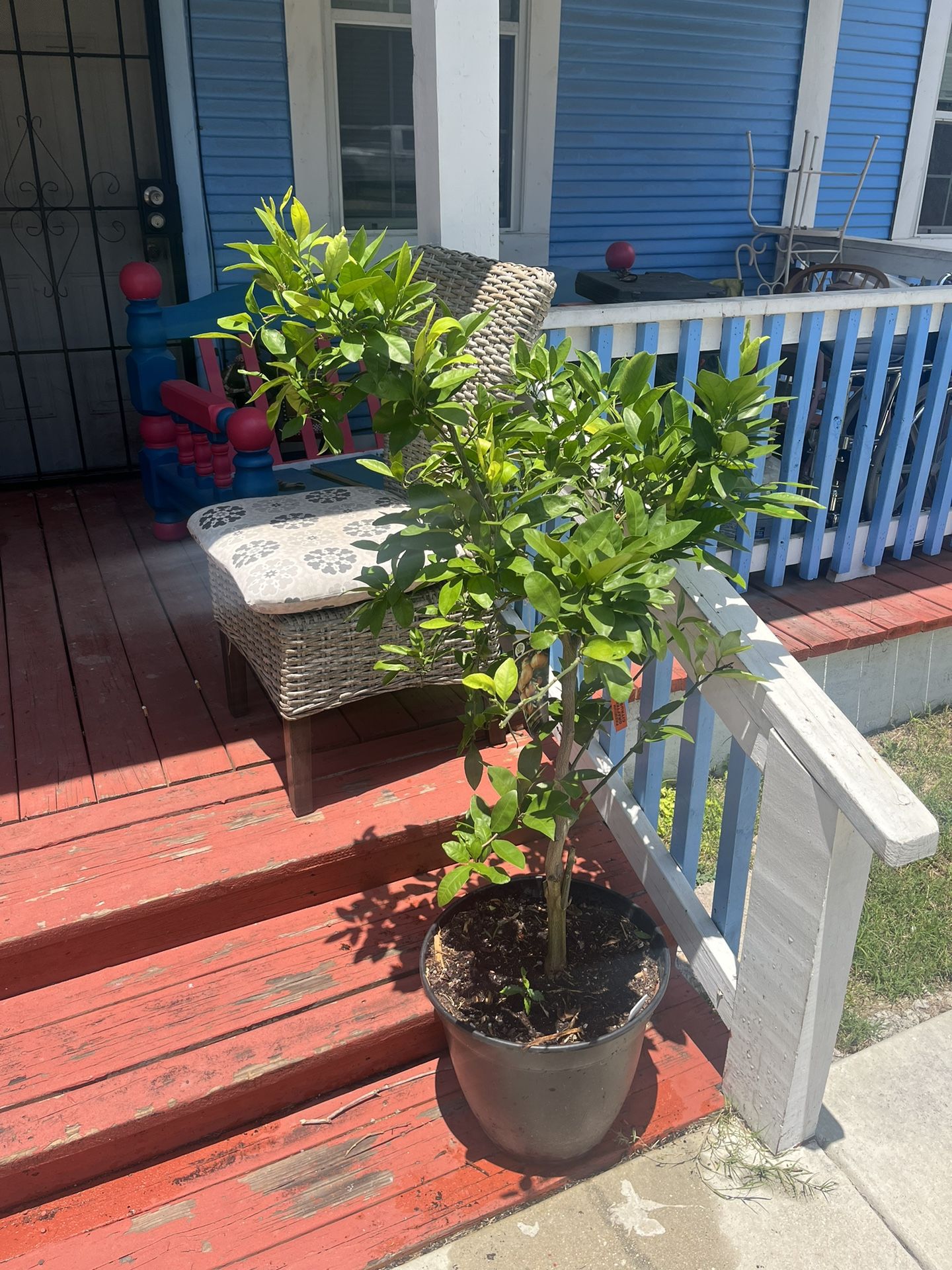 Lemon Tree For Sale