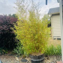 Free Bamboo Plant 