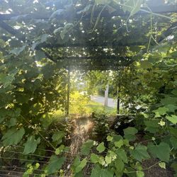 Mature Concord Grape Vine ROOTED Cuttings