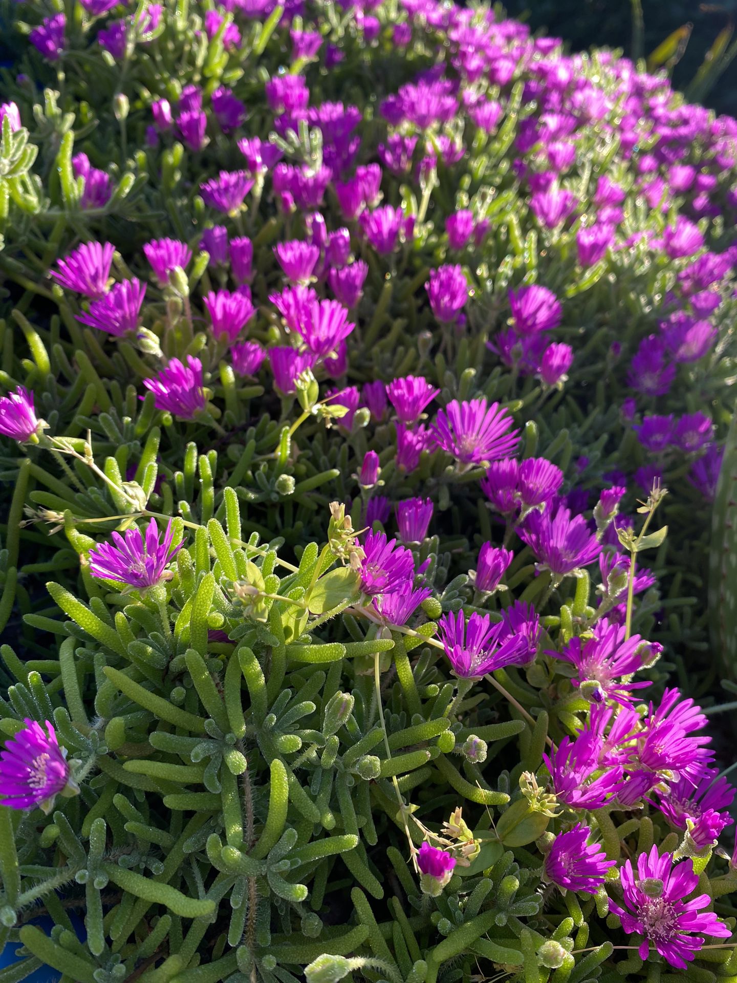 75 cuttings of Creeping Ice Plant Purple Ground Cover RARE Cactus Succulent