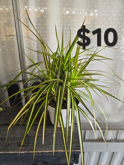 Dracaena