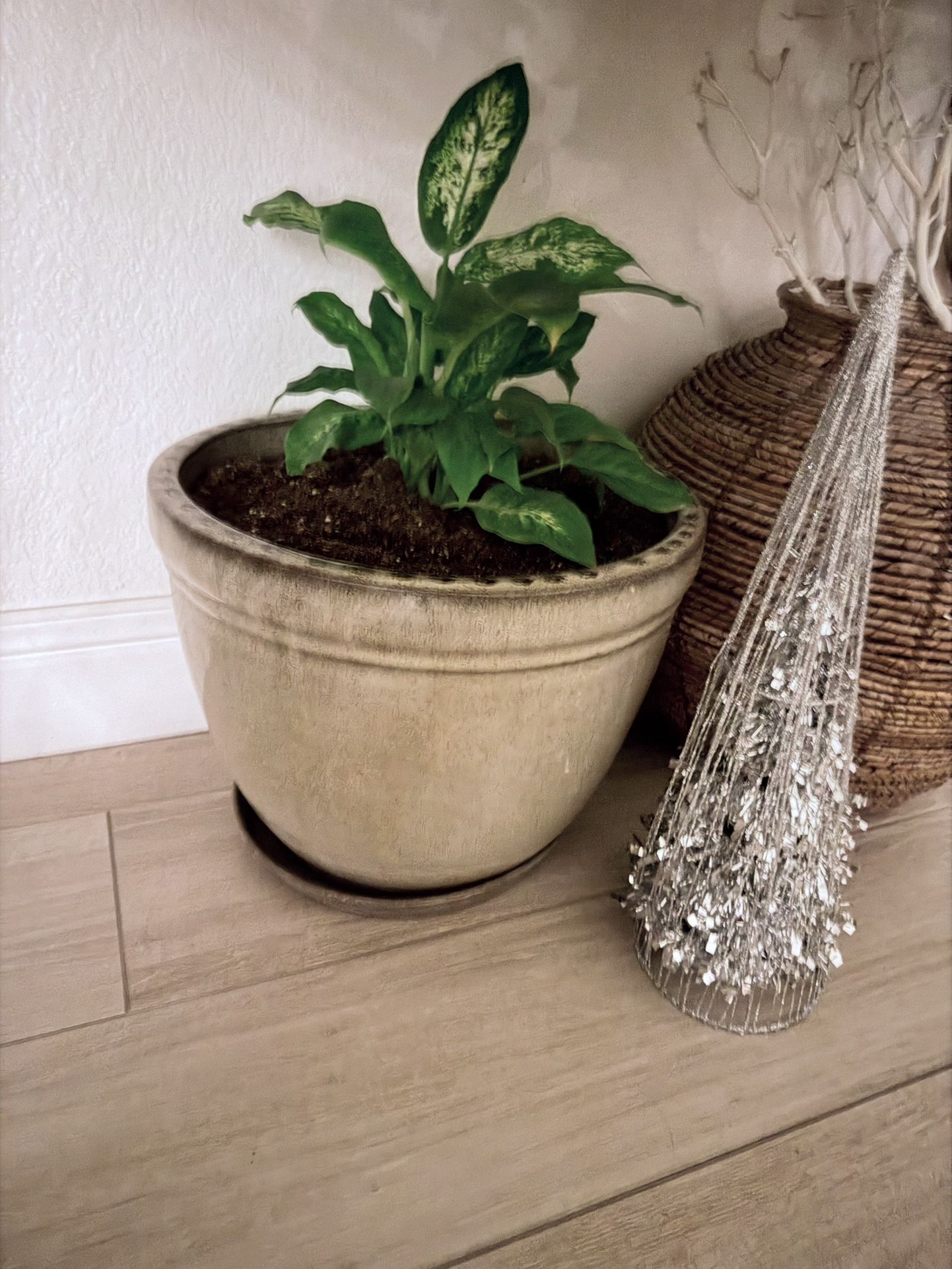 Real Plant With Beautiful Ceramic Pot