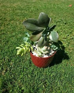 Succulents
