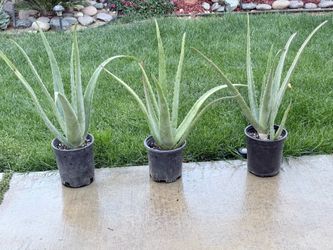 Large Aloe Vera Plants