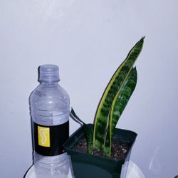 House Plants $8. Each