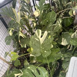 Rare Variegated Tropical Plants 