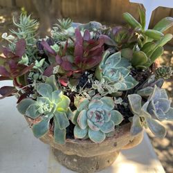 Succulent arrangements
