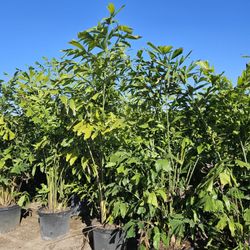 fish tail plams  about 7 to 8 feet tall Instant Privacy Hedge For Fence