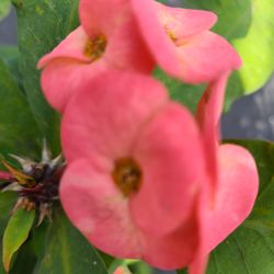 Corona de cristo plant bluming big flower _26