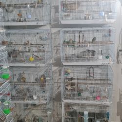 Breeding Bird Cage White