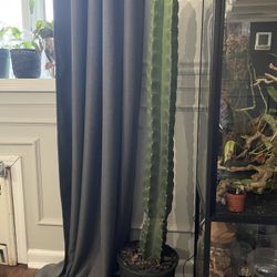 Extra Large Peruvian Apple Cactus Plants Houseplant 