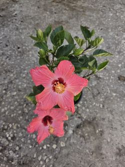 Hibiscus Rosa Sinesis